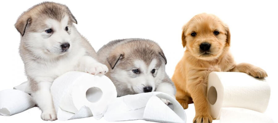 The Ultimate Guide to Potty Training Puppies